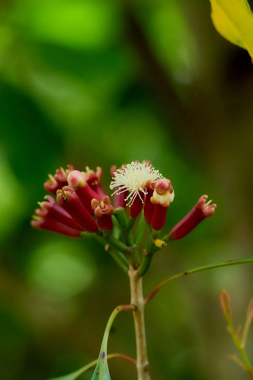 Clove flower buds on the branch at a spice plantation in Zanzibar