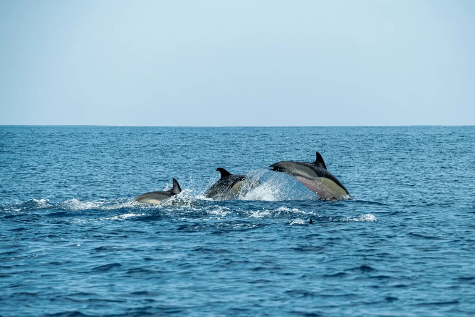 Dolphins surfacing in the open ocean