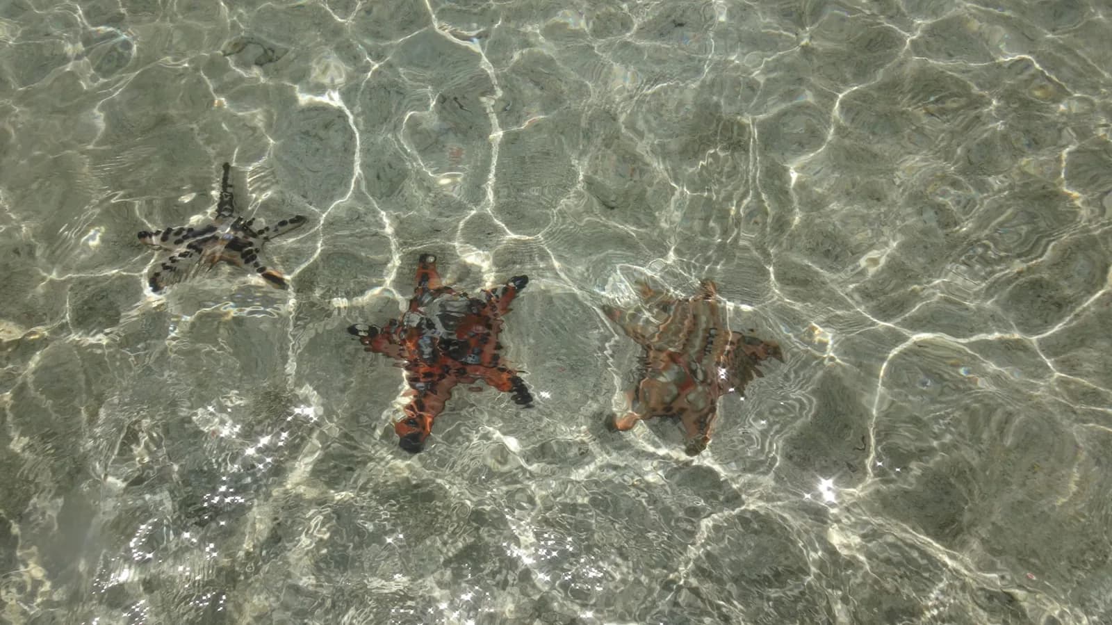 Three starfish on the sandy bottom of clear shallow water at low tide