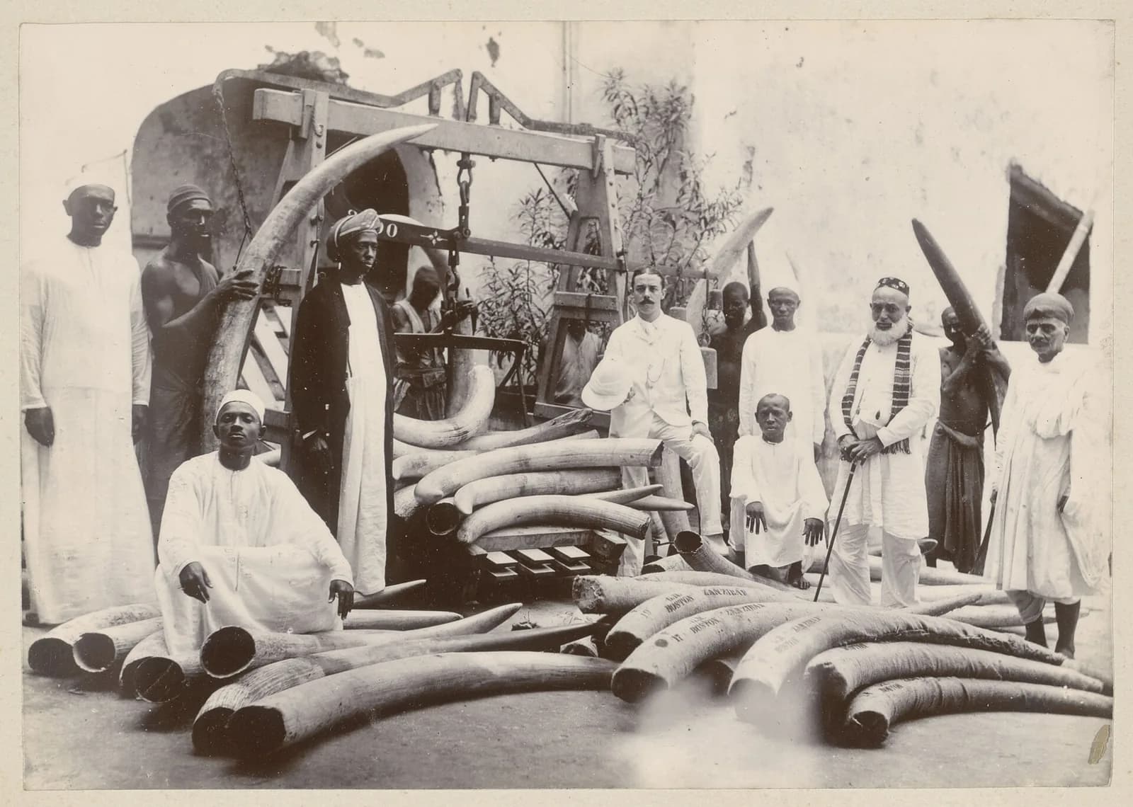 Ivory merchants posing with elephant tusks and a weighing scale in Zanzibar, around 1890 to 1910
