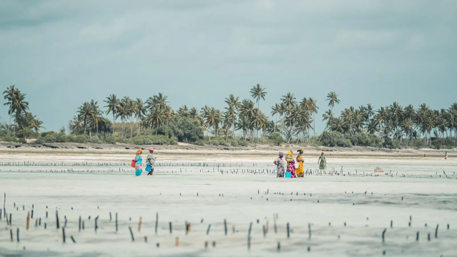 Women working the seaweed lines on the exposed flats at low tide, south east Zanzibar