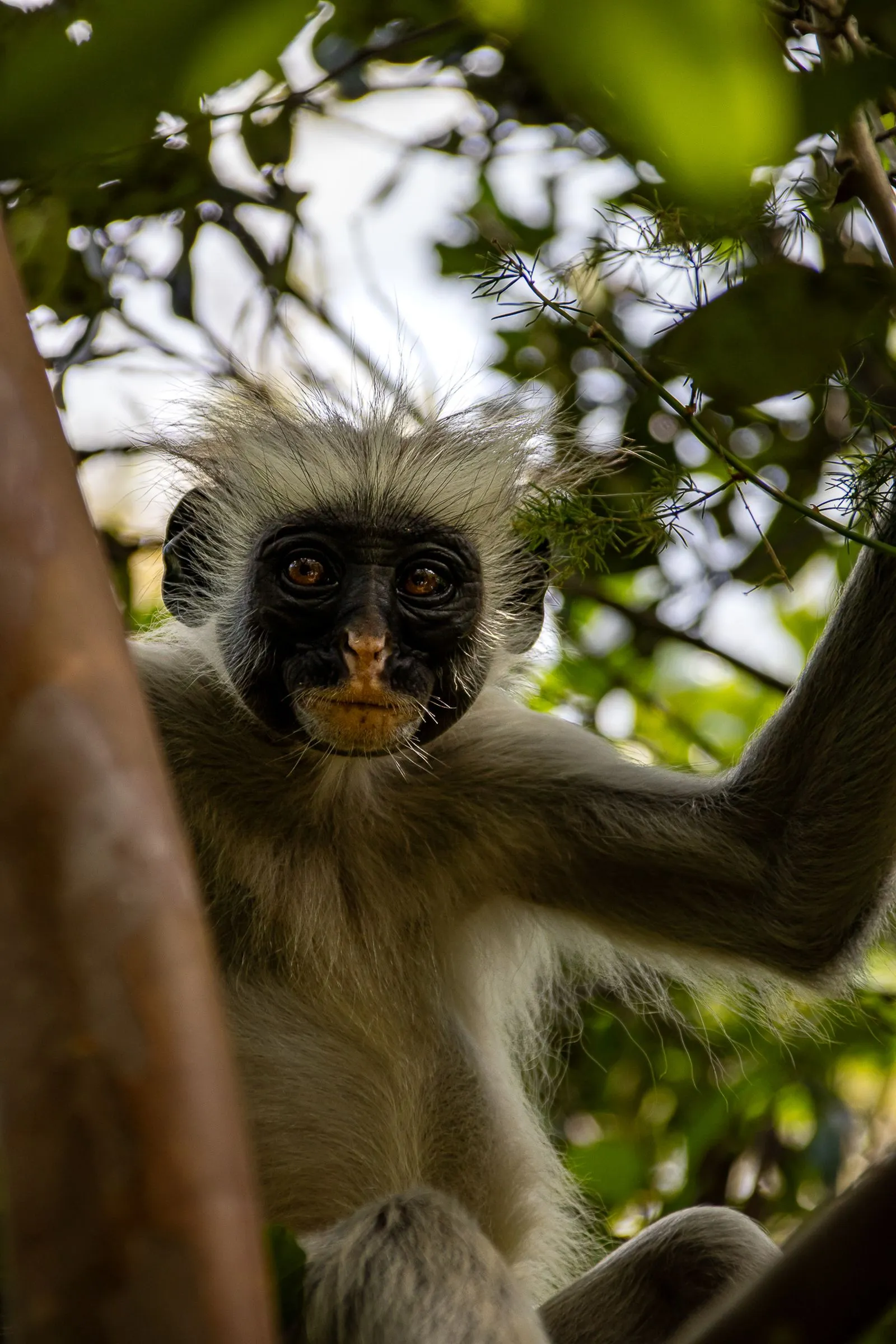 Zanzibar red colobus monkey in the canopy at Jozani forest