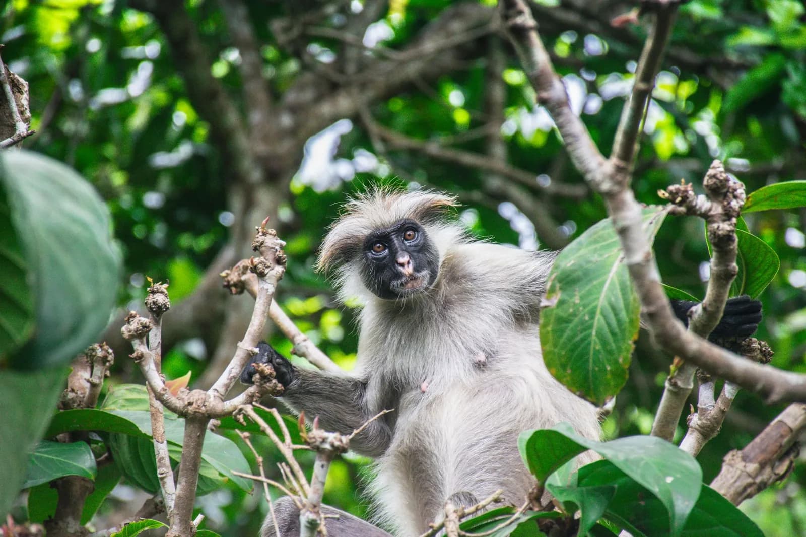 Zanzibar red colobus monkey sitting in the low canopy at Jozani forest