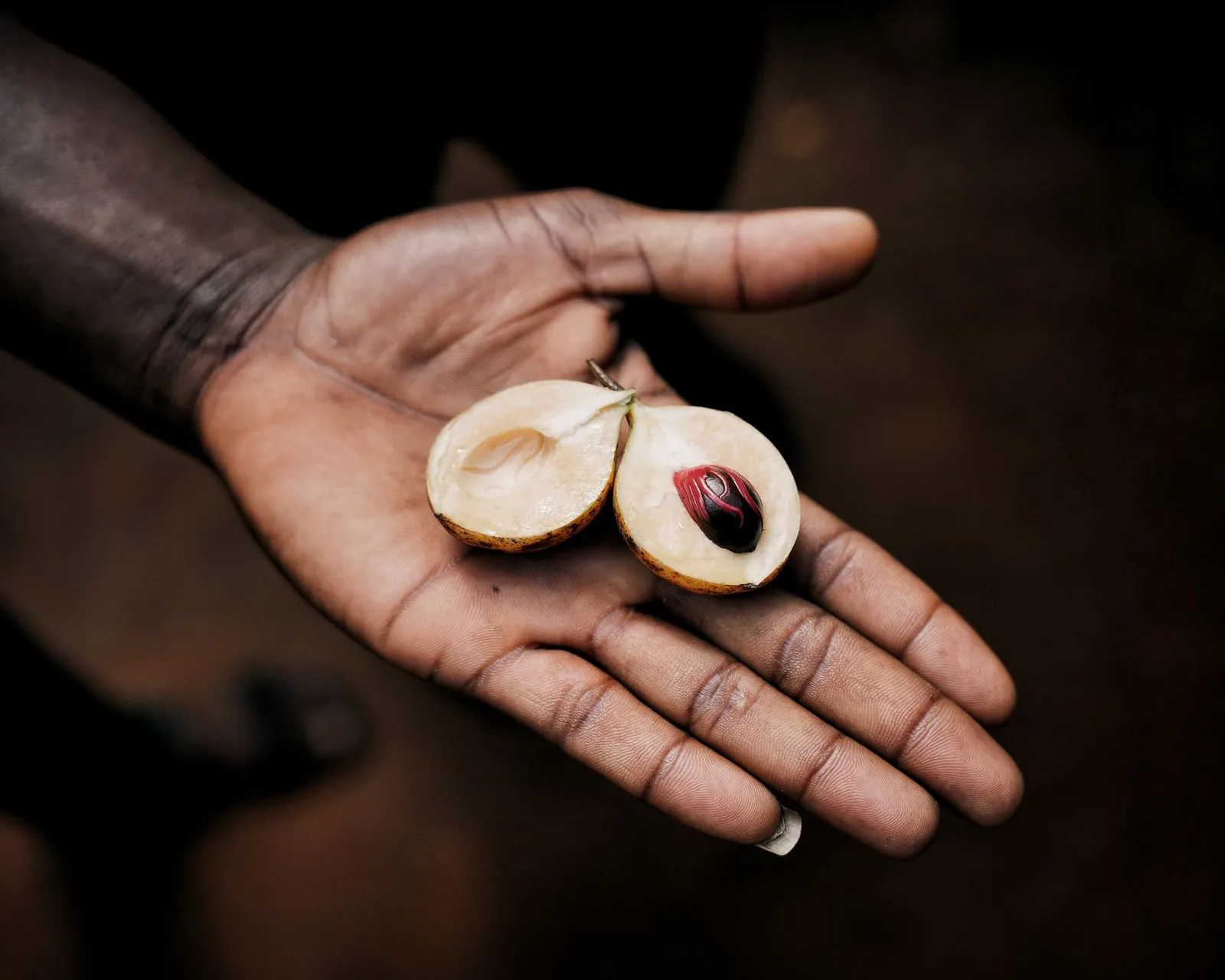 A nutmeg fruit split open in a hand, showing the red mace around the seed, Zanzibar