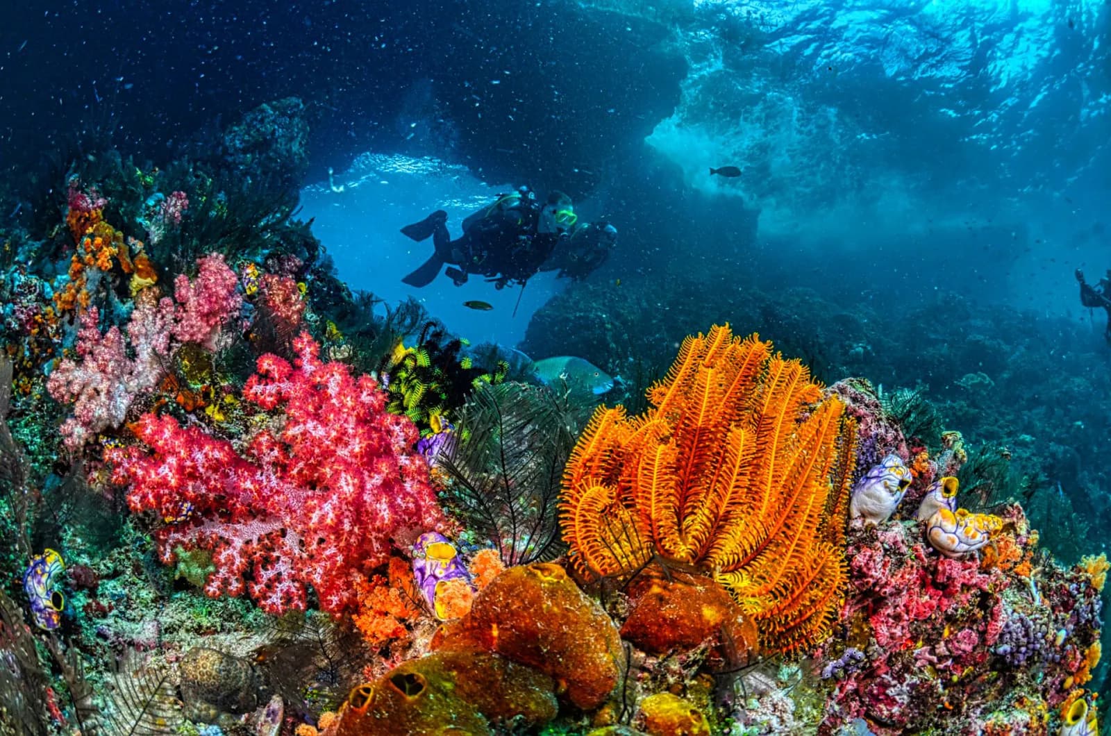 Diver above a coral reef in Zanzibar