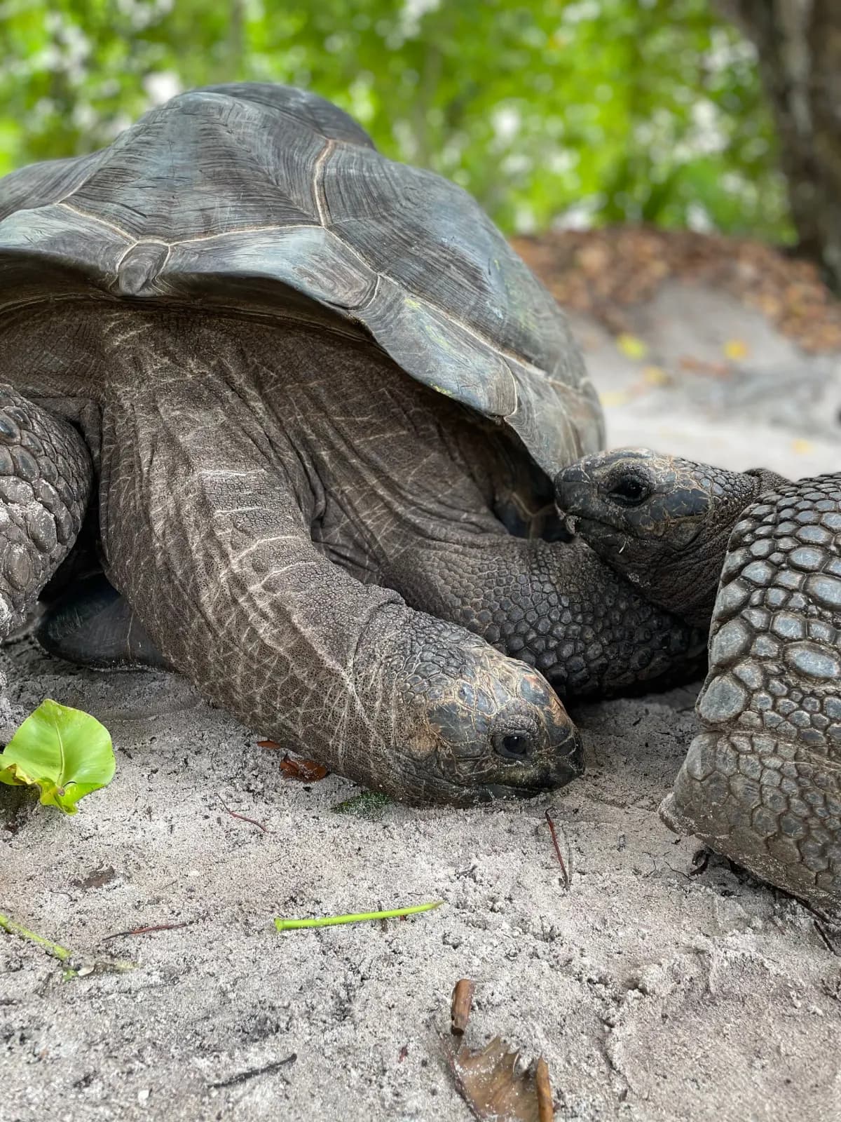 Aldabra giant tortoises at Prison Island off Stone Town, Zanzibar