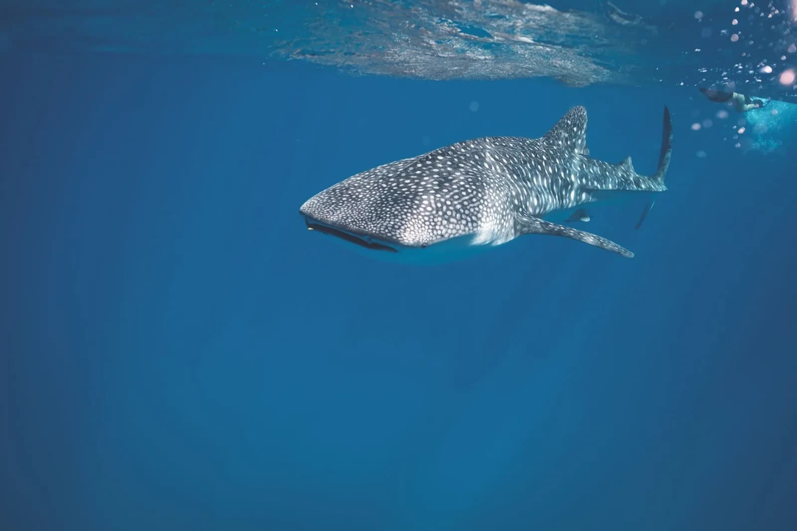 Whale shark swimming below the surface with a snorkeller keeping several metres back