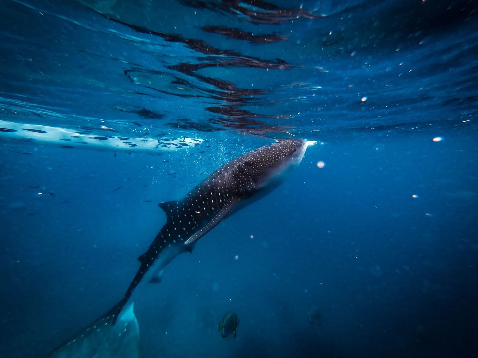 Whale shark feeding just below the surface beside a boat hull, the kind of encounter Mafia Island is known for