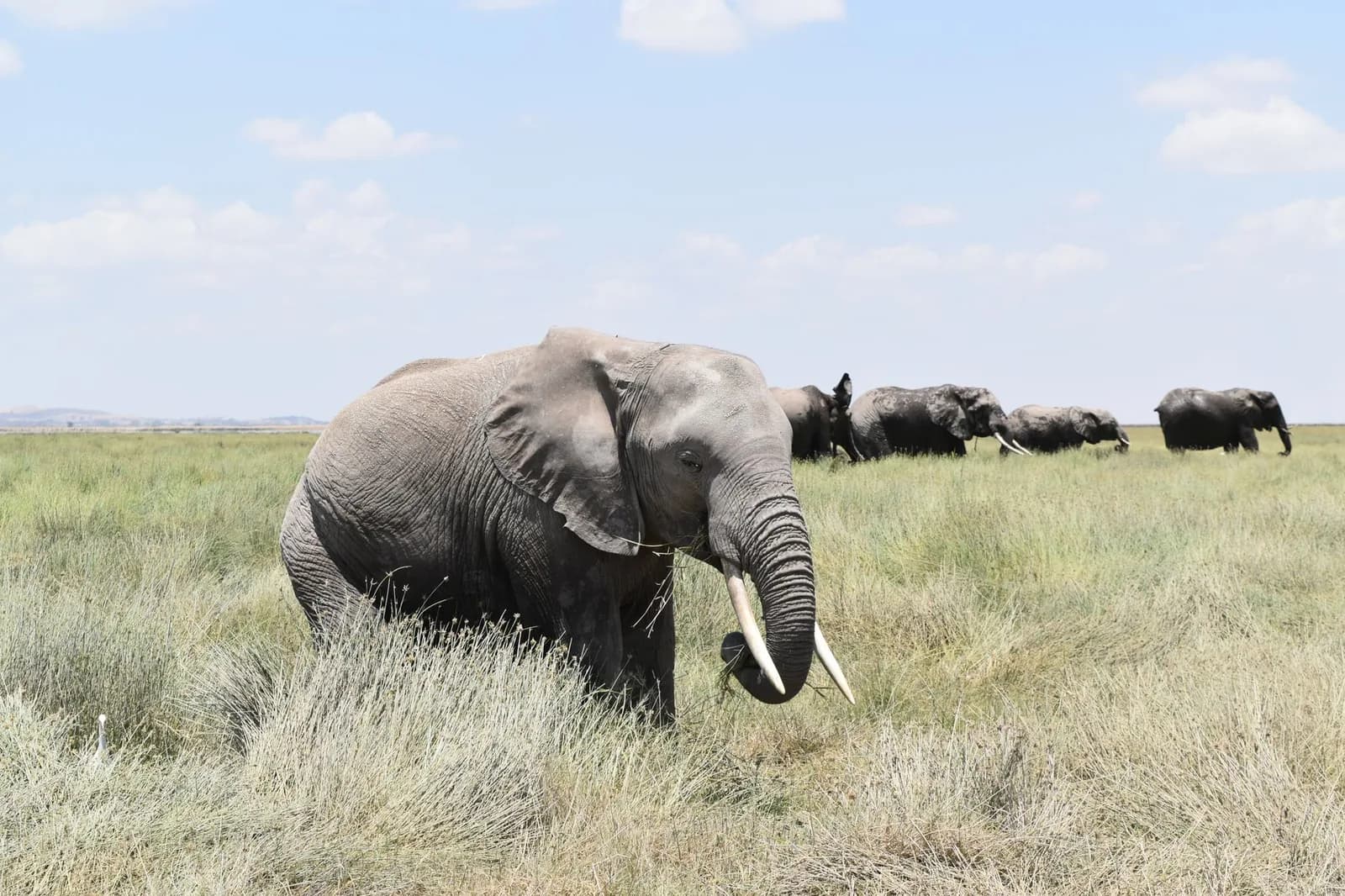 Elephants crossing open savannah in a Tanzanian national park