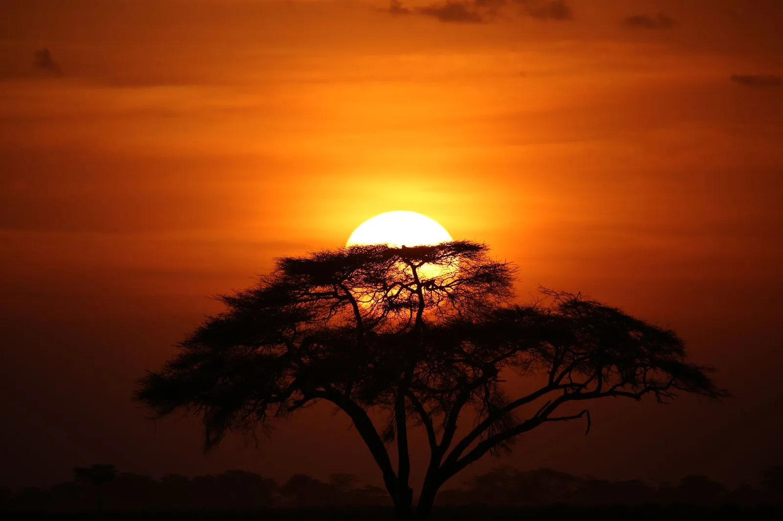 The open plains of the Serengeti, where a safari often ends before the flight to Zanzibar