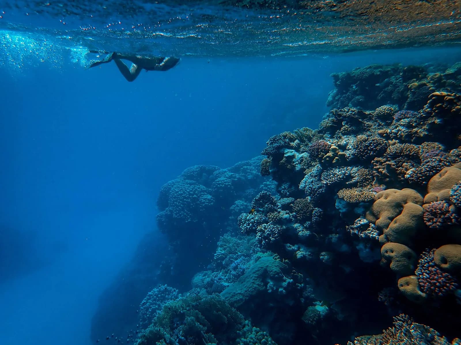 Snorkeller over a coral reef in clear water off Zanzibar
