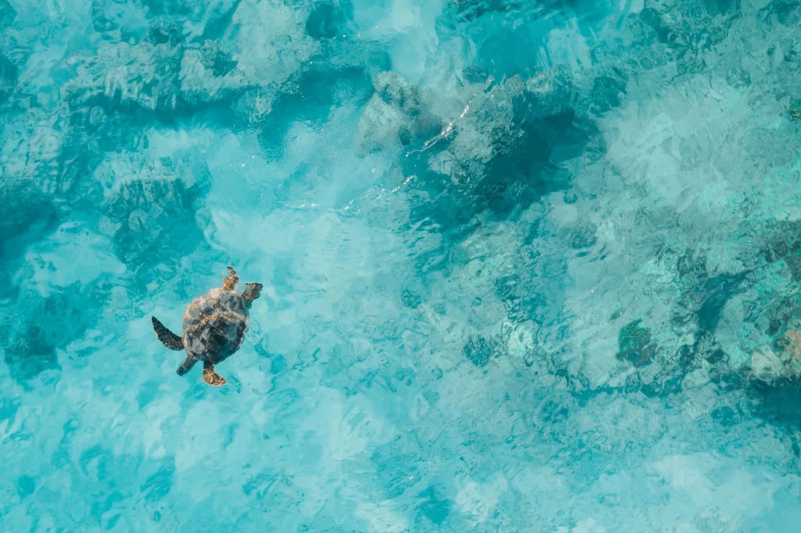 A sea turtle in shallow turquoise water over coral rock, seen from above