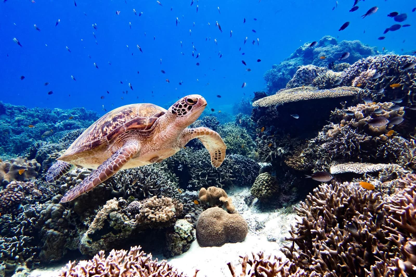 A wild green sea turtle swimming over a coral reef in clear water