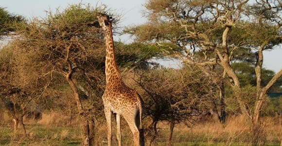 Four days: Tarangire, Serengeti and Ngorongoro, camping