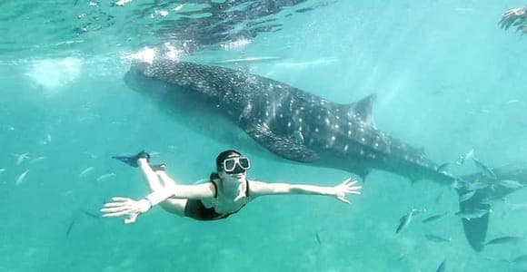 Mafia whale sharks by plane, with lunch