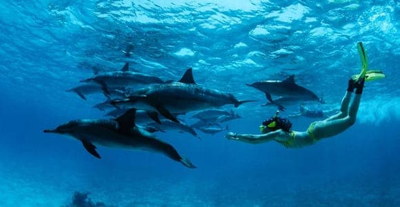 From Kendwa: Mnemba by boat, dolphins and snorkelling