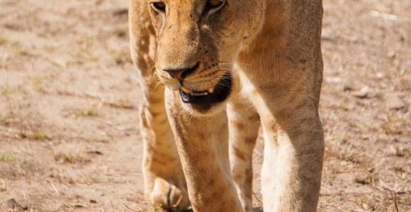Mikumi: day safari with flights and lunch