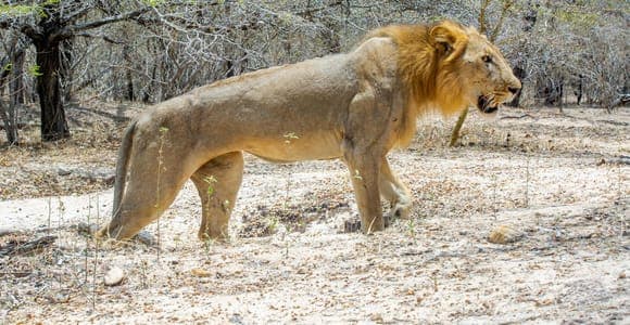 Selous, now Nyerere: day safari