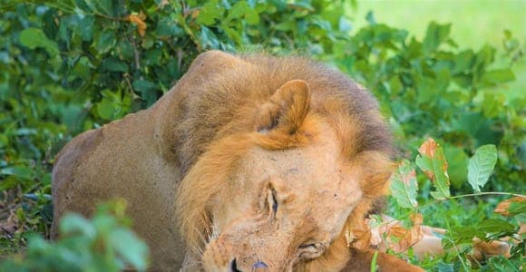 Selous: two days and one night with flights