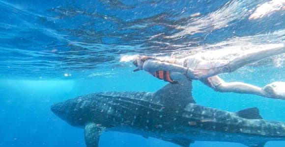 Mafia whale shark snorkelling and flight
