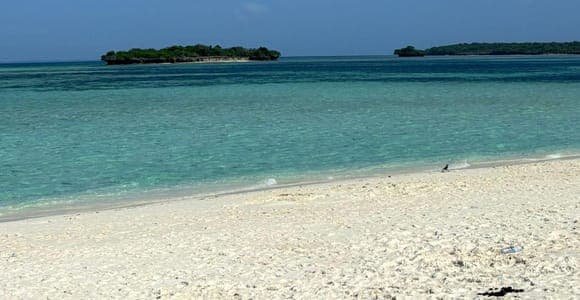 Dolphin watching at Pungume Island, with lunch